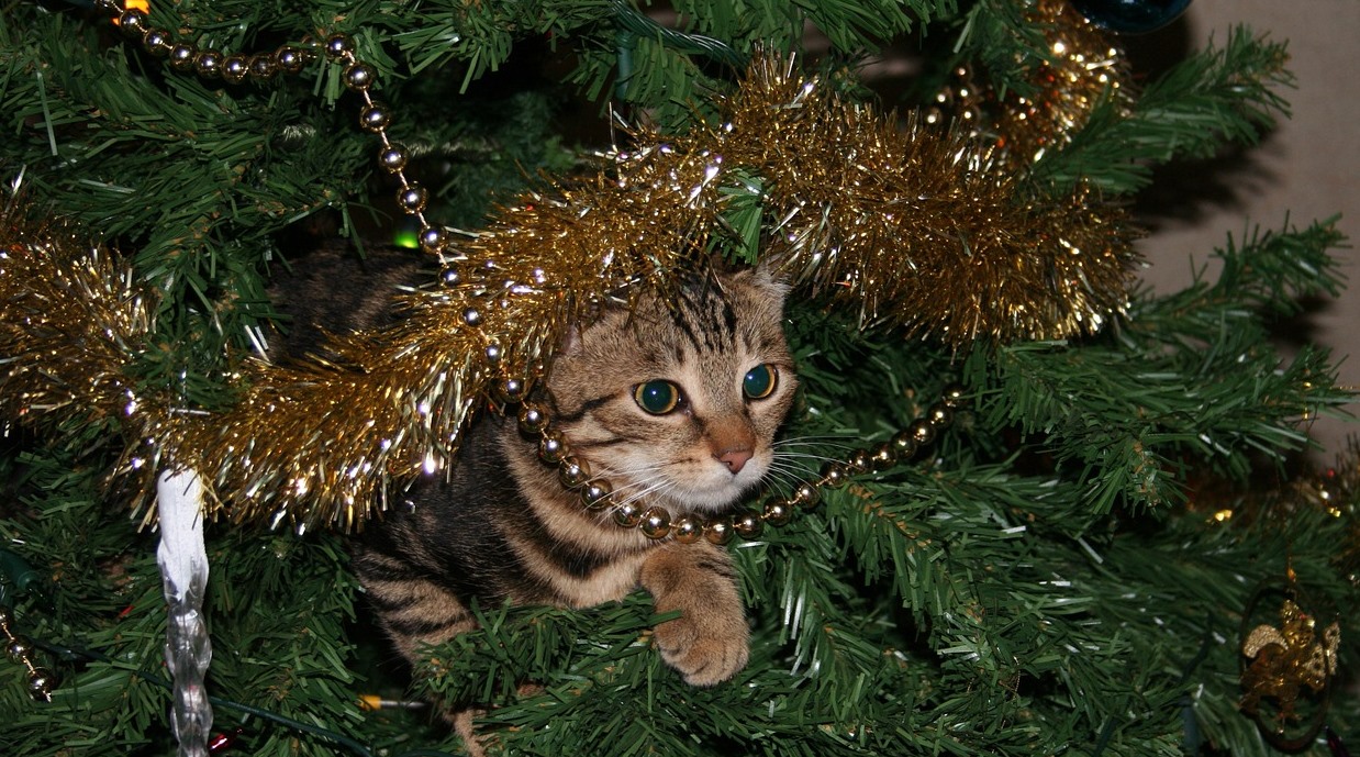 kitten on a Christmas tree