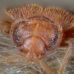 Bed Bug Exterminators – Get Rid Of Bed Bugs Safely And Efficiently