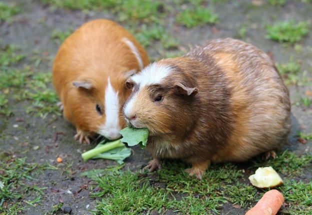 guinea pig
