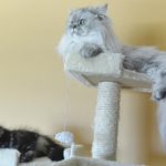 Picking the Scratching Post That Your Cat Will Love