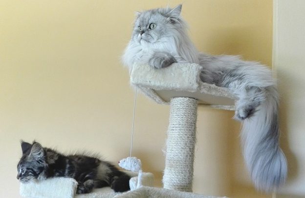 persian-cats